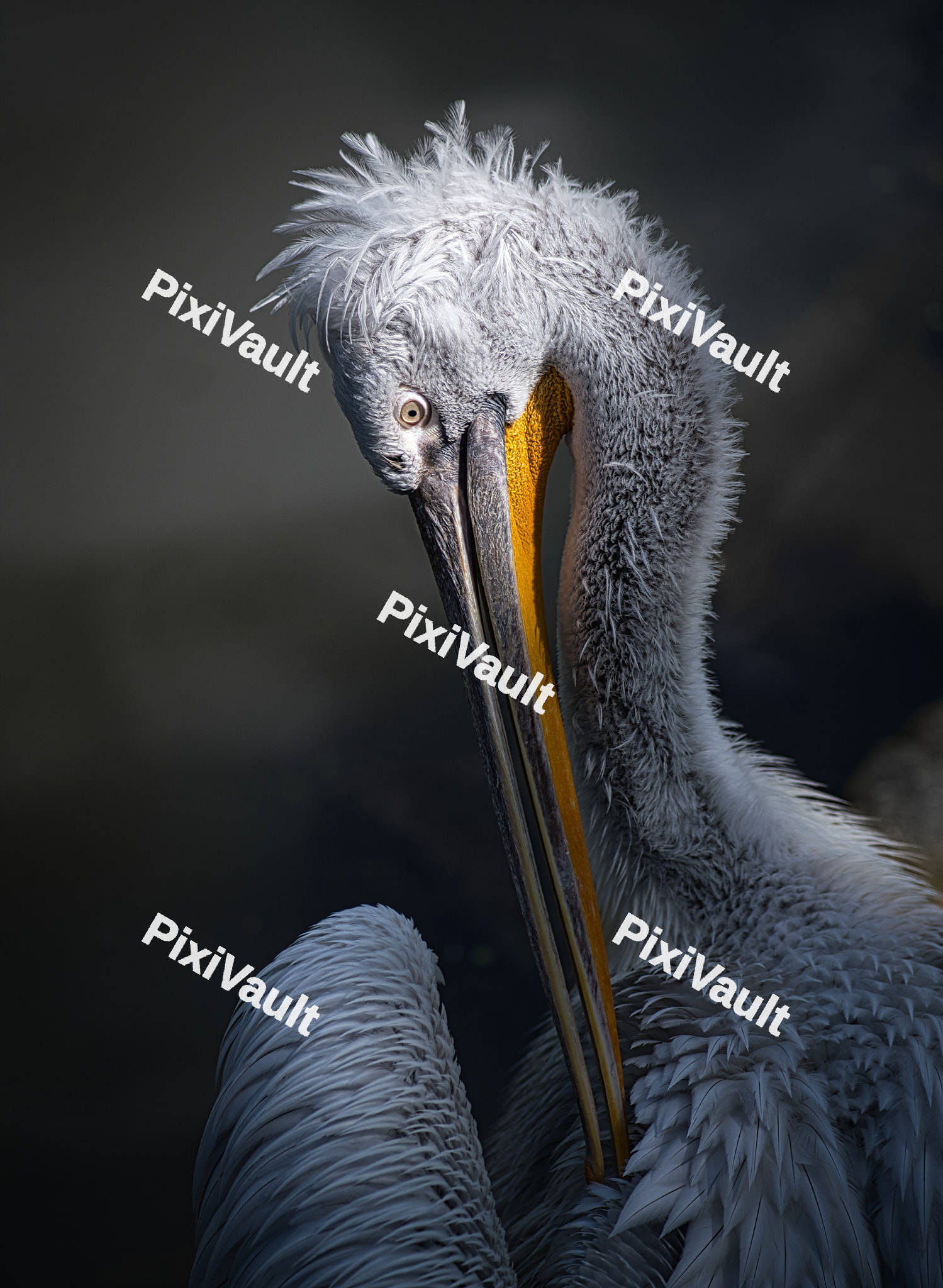 White Pelican